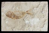 Bargain, Cretaceous Fossil Fish - Lebanon #53927-1